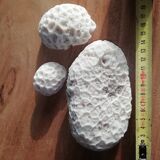 Lot of corals