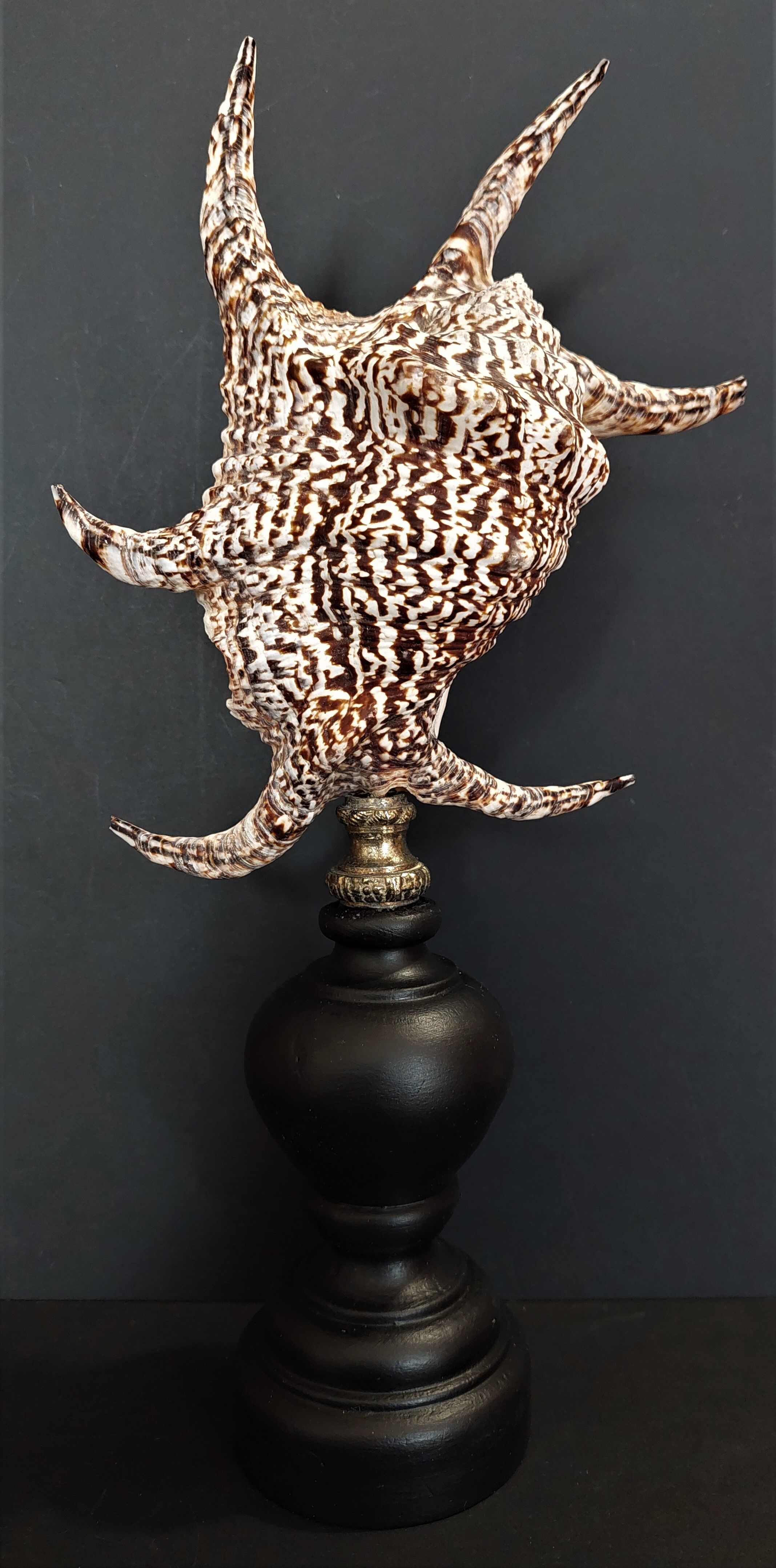 Cabinet of Curiosities shell harpago chiragra on base