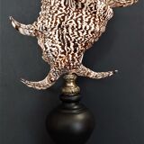 Cabinet of Curiosities shell harpago chiragra on base