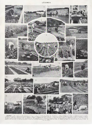 Illustration Millot "vegetables and vegetable plants"