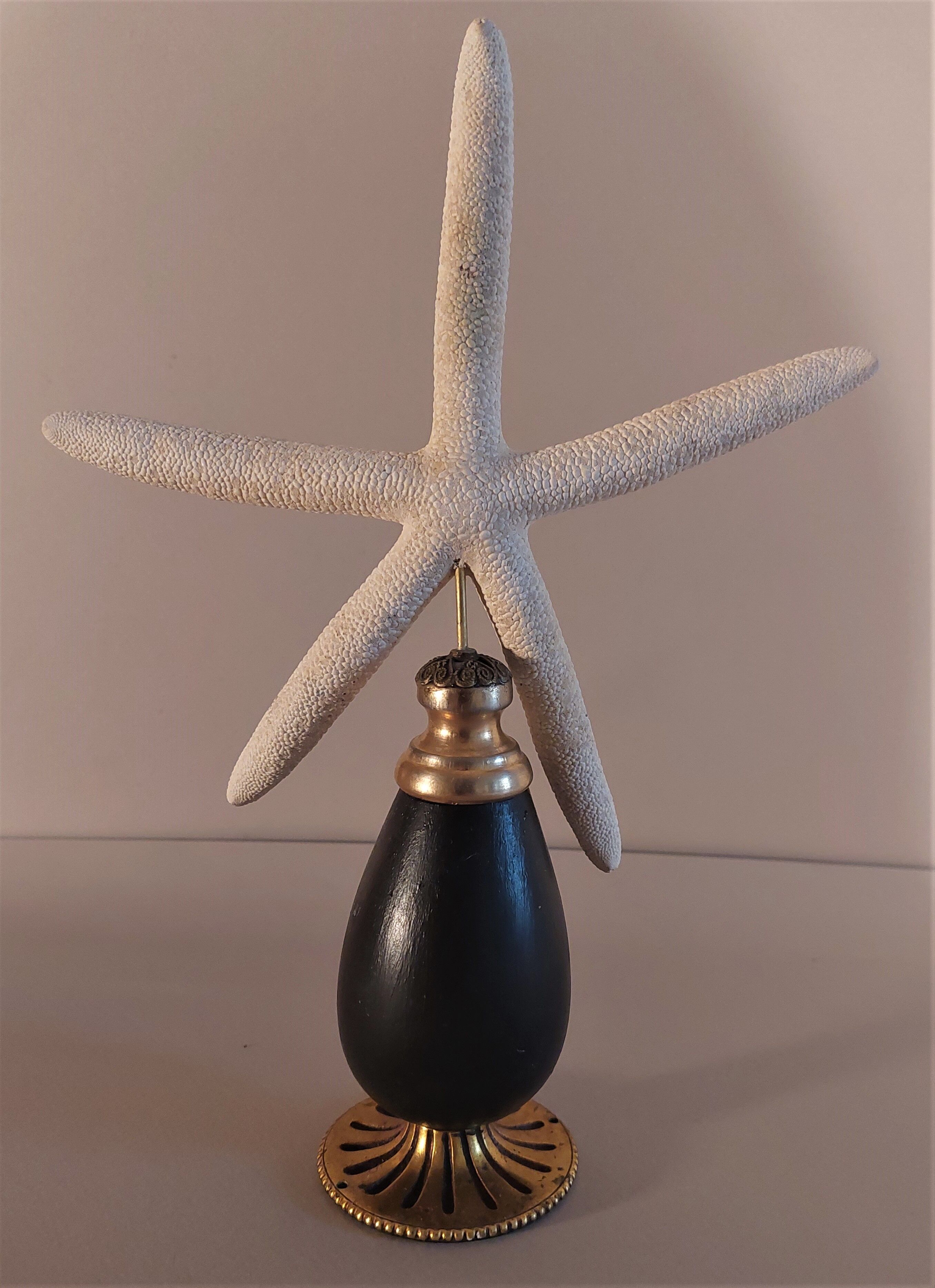 Cabinet of Curiosities white starfish linckia laevigata on base