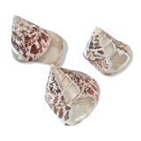 Lot 3 trocas gasteropod shells.