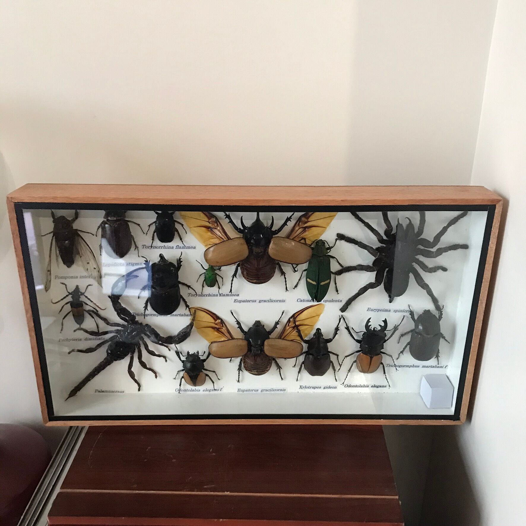 Insect assortment frame 35 x 20