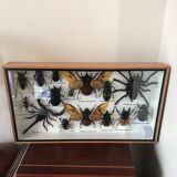Insect assortment frame 35 x 20