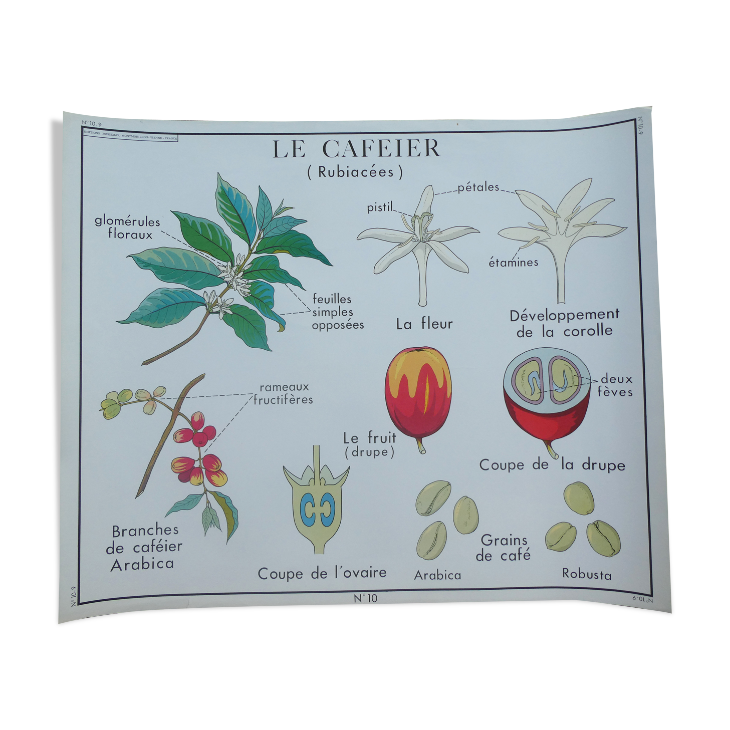 Rossignol educational poster "The coffee tree and the Cassava" vintage