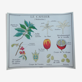 Rossignol educational poster "The coffee tree and the Cassava" vintage