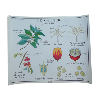 Affiche pédagogique Rossignol "Le caféier et le Manioc" vintage