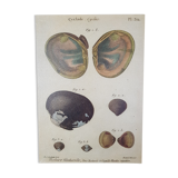 Table botanical board shell