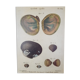 Tableau planche botanique coquillage