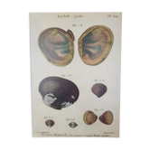 Tableau planche botanique coquillage