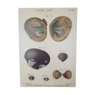 Table botanical board shell