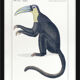 Chimère lithographie gravure animal - le toupajou