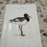 Gravure botanique ancienne planche naturaliste 1903