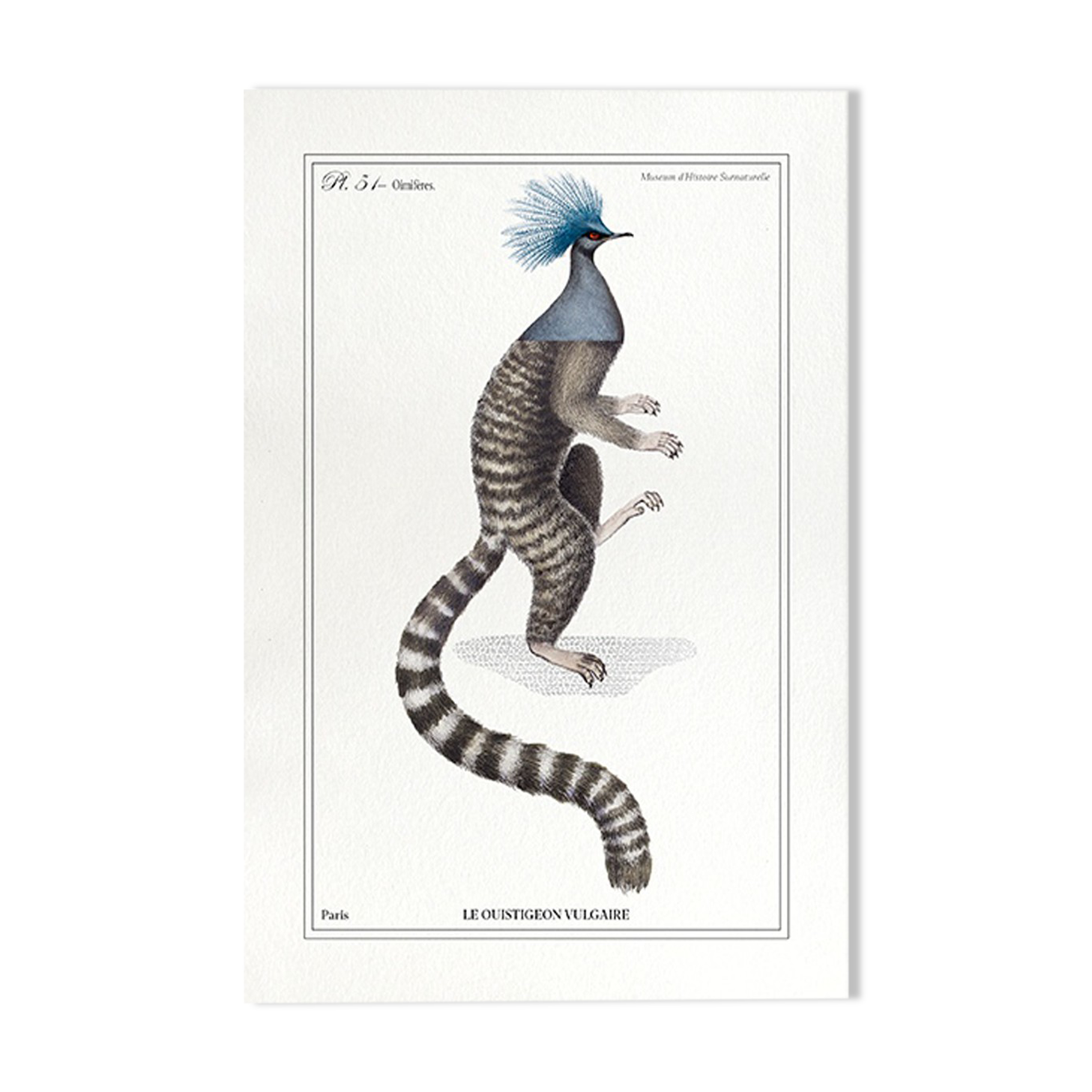 Chimera lithography animal engraving - the ouistigeon