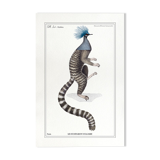 Chimera lithography animal engraving - the ouistigeon