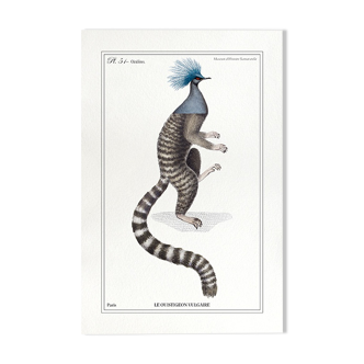 Chimera lithography animal engraving - the ouistigeon