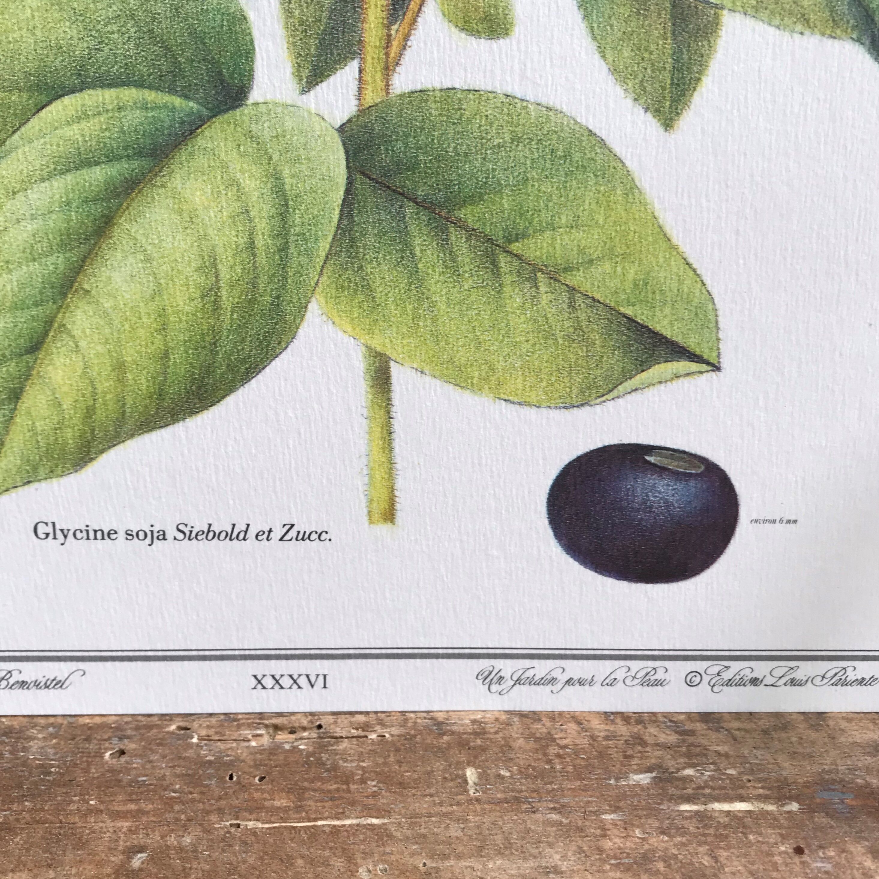 Botanical plank soybeans