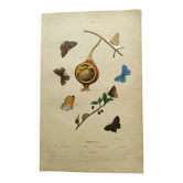 Gravure ancienne de 1839 -Papillons Polymmate - par Dumesnil - colorée main