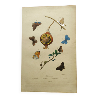 Old engraving from 1839 - Polymmate Butterflies - by Dumesnil - hand-coloured
