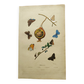 Old engraving from 1839 - Polymmate Butterflies - by Dumesnil - hand-coloured