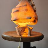 Shell lamp