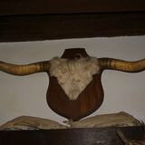 Old trophy ox horns or bull