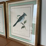 Two bird lithographs with gilded wooden frame