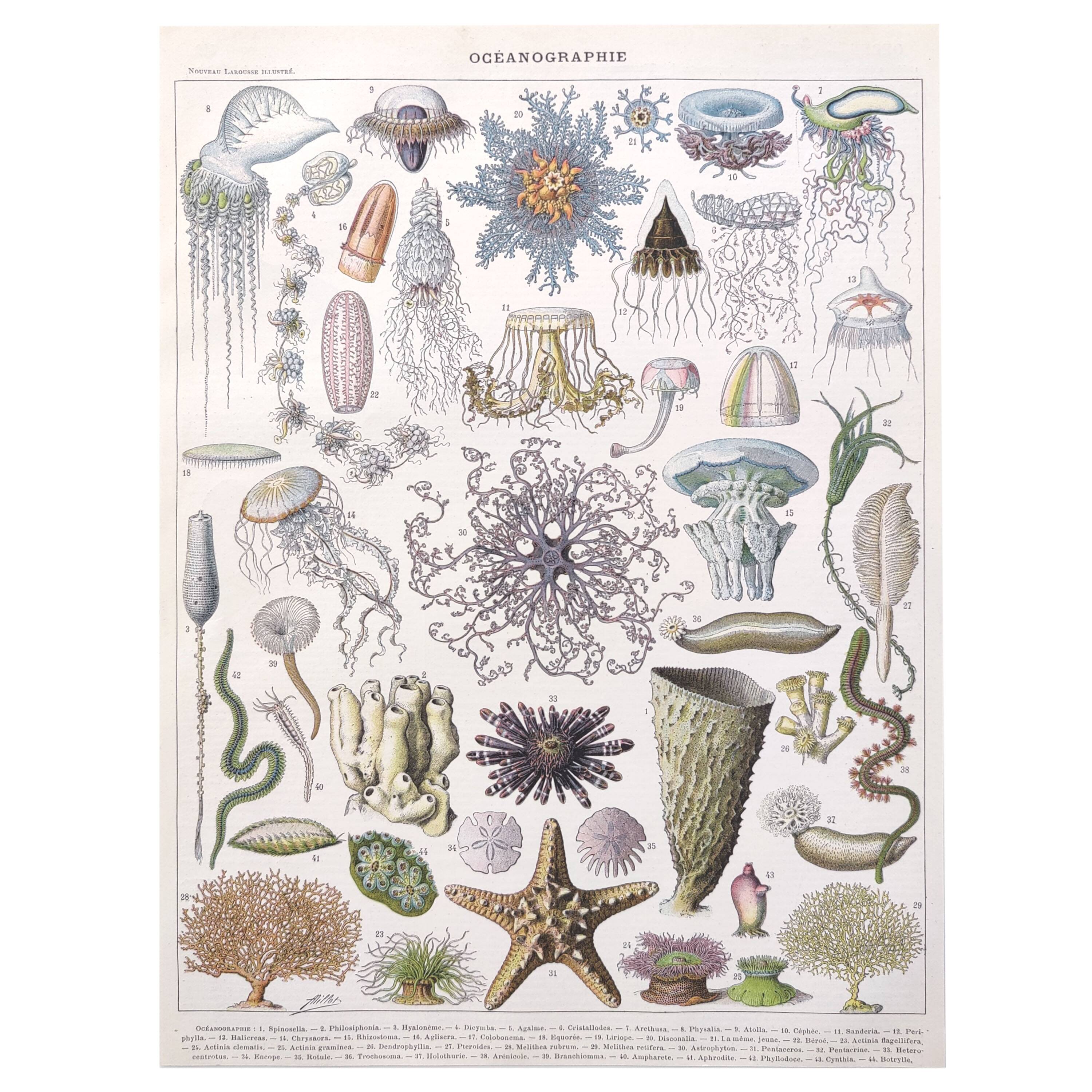 Lithograph plate world of the sea oceanography 1900