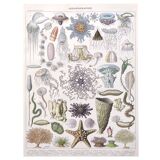 Lithograph plate world of the sea oceanography 1900