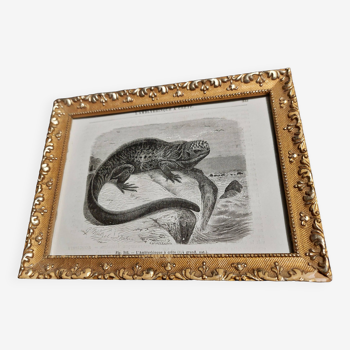 19th century animal engraving framed crested amblyrhincus