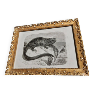19th century animal engraving framed crested amblyrhincus