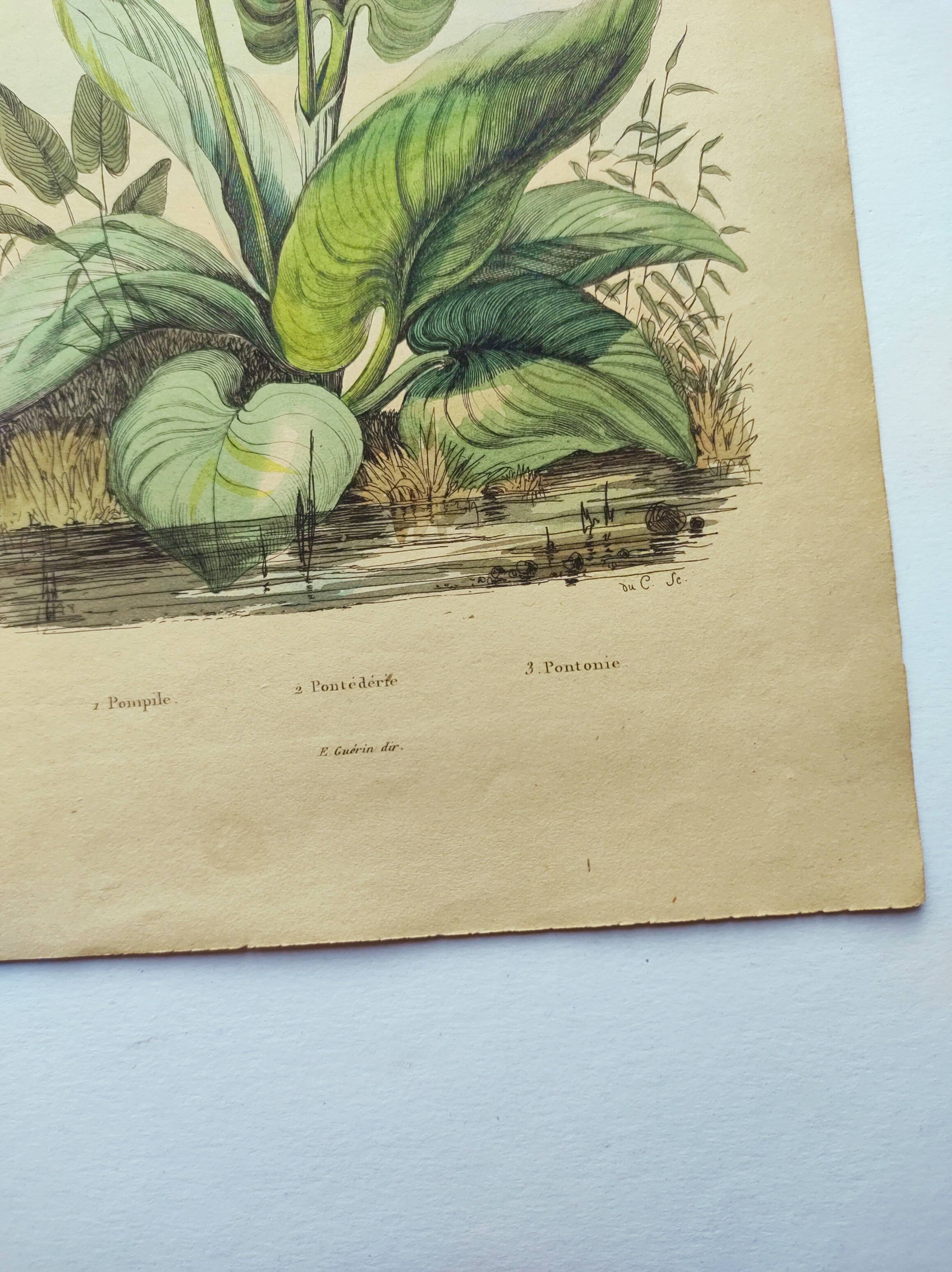 Botanical engraving from 1839 - Pontedera - Old hand-colored plate.