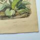 Botanical engraving from 1839 - Pontedera - Old hand-colored plate.