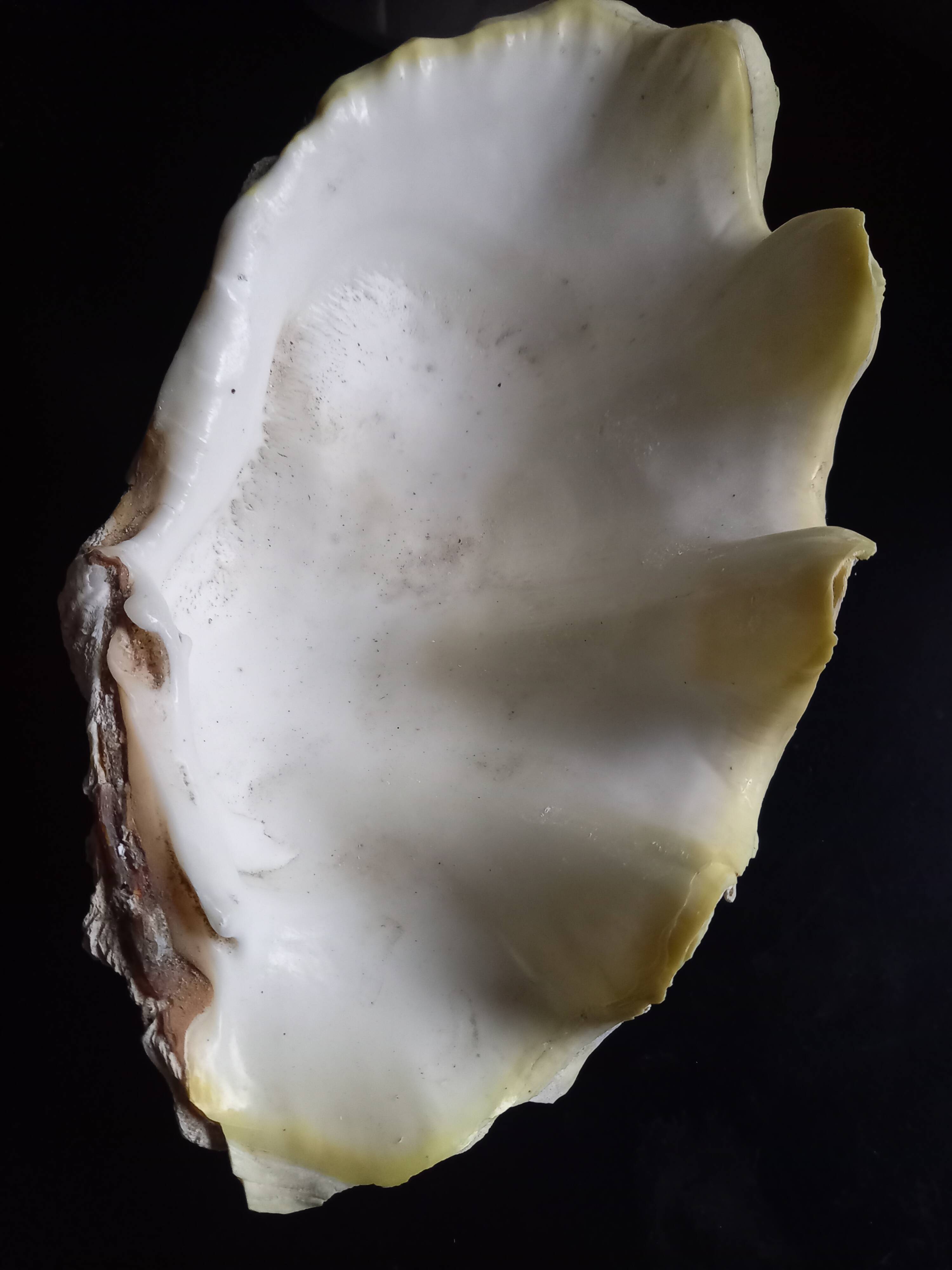 Large vintage holy water clam shell