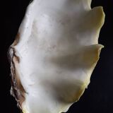 Large vintage holy water clam shell
