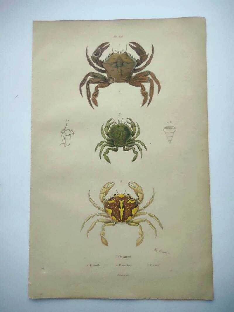 Antique engravings from 1839 - Portune crabs - Hand-colored plate