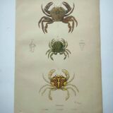 Gravures ancienne de 1839 -Crabes Portunes- Planche coloriée à la main