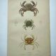 Antique engravings from 1839 - Portune crabs - Hand-colored plate
