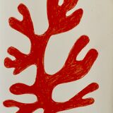 Coral drawing