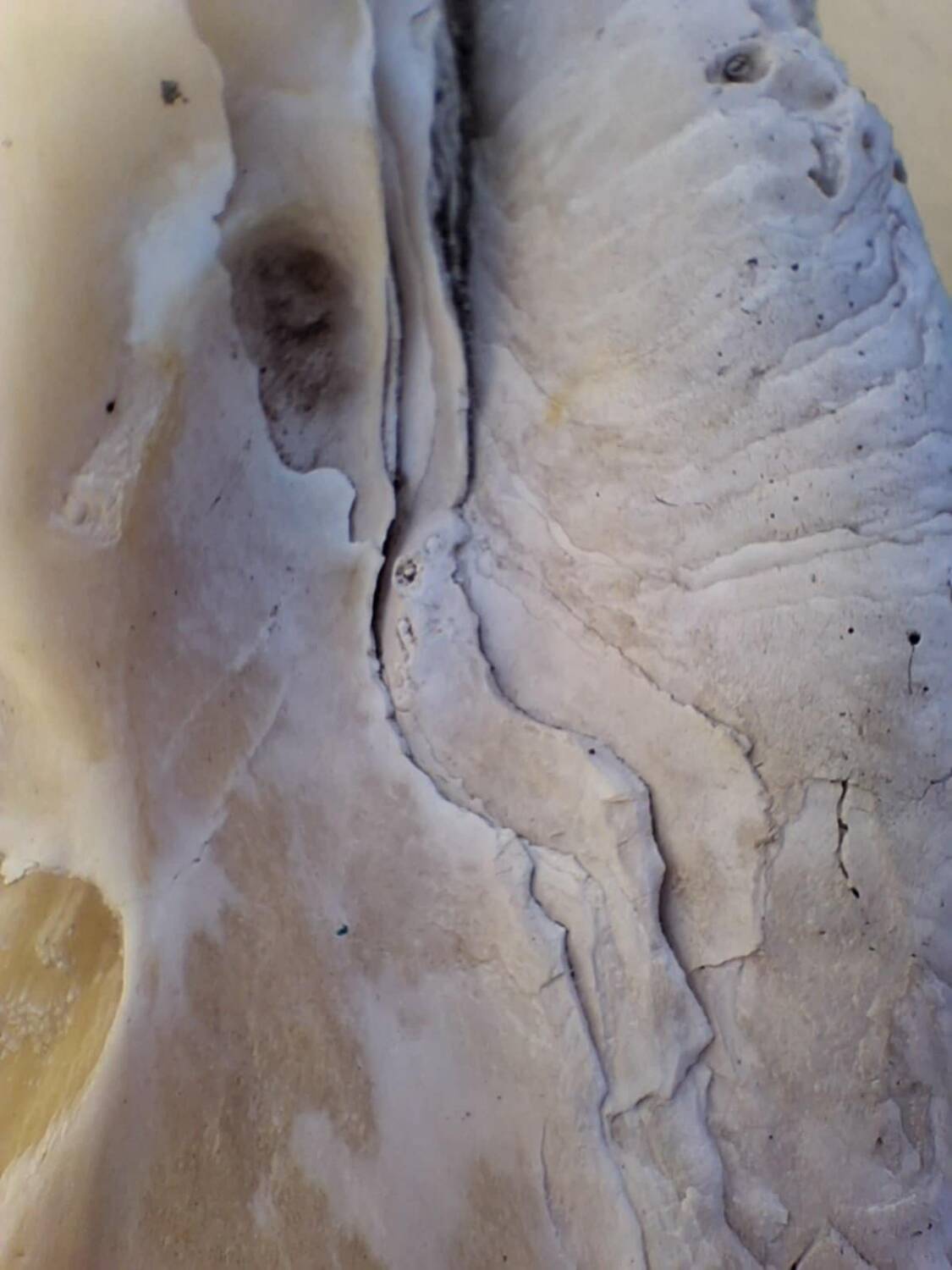 Tridacna shell (86 cm) – on base – rare and decorative