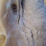 Tridacna shell (86 cm) – on base – rare and decorative