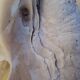 Tridacna shell (86 cm) – on base – rare and decorative