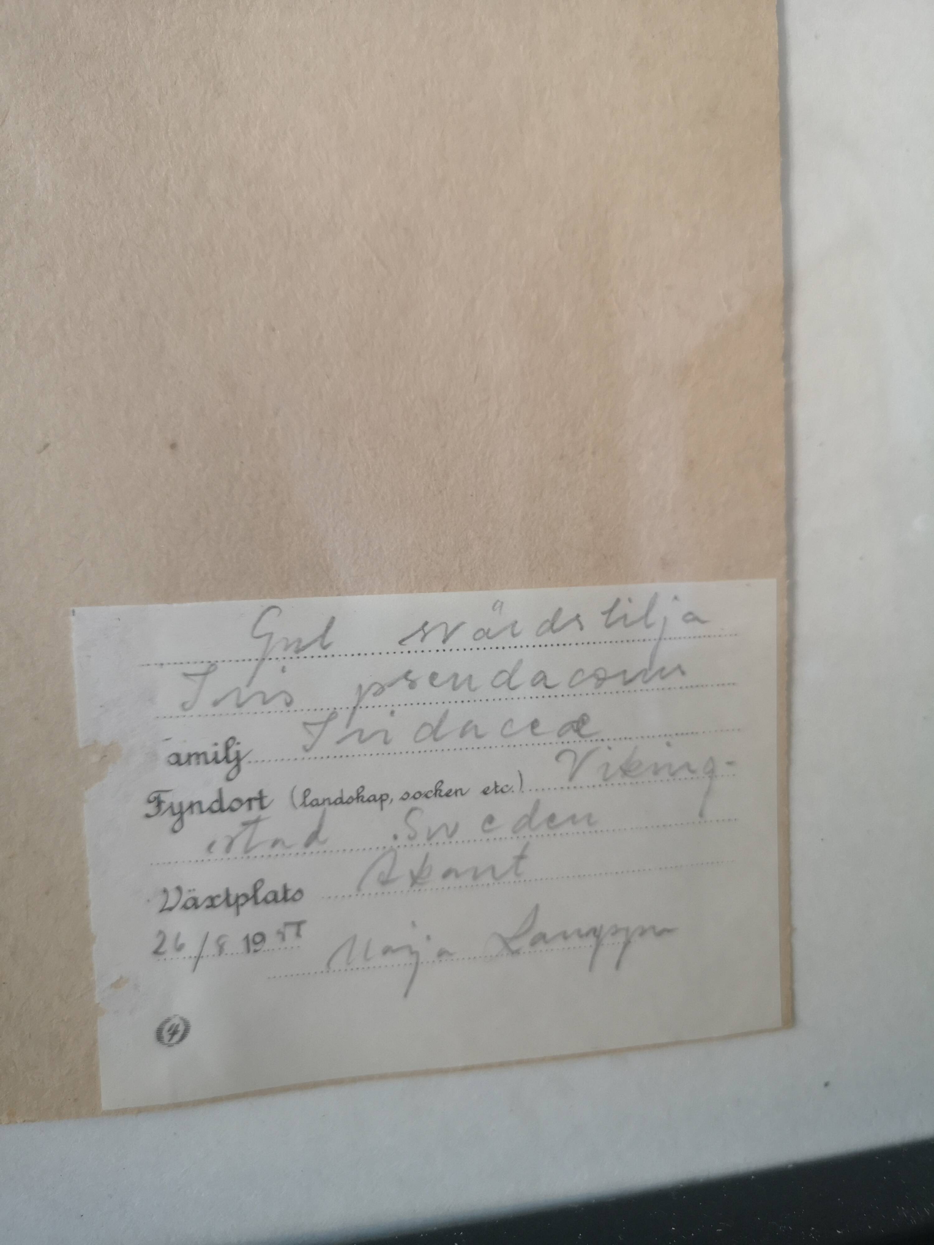 Old herbarium board framed