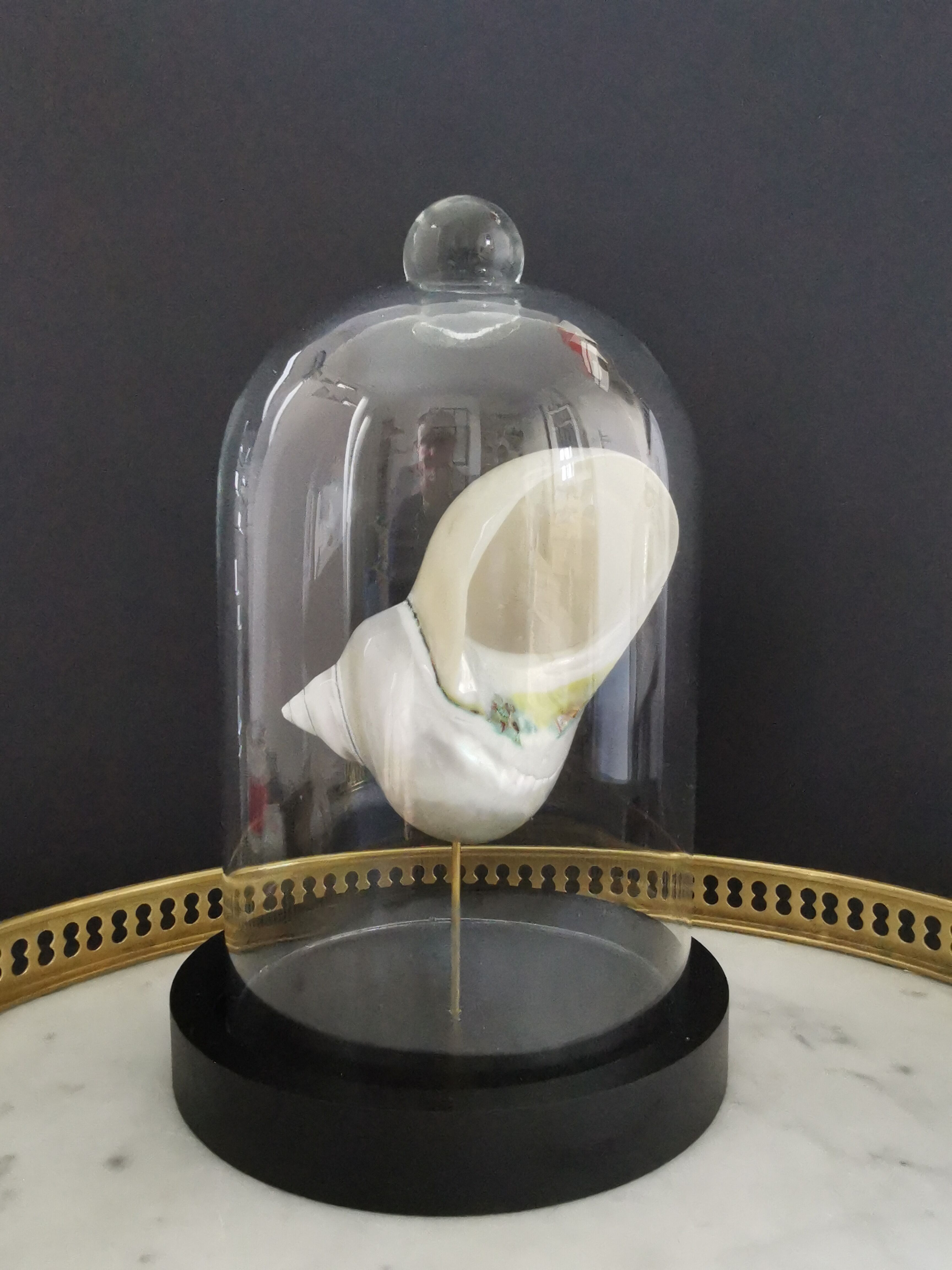 Pearl Turbo shell under glass globe. H. 18,5cm