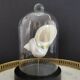 Pearl Turbo shell under glass globe. H. 18,5cm