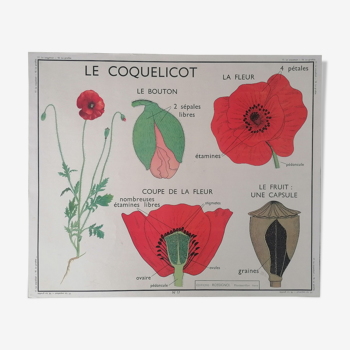 Ancienne affiche rossignol botanique, le coquelicot-la giroflée