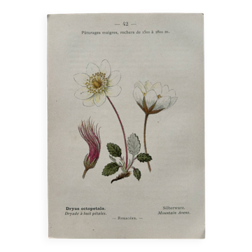 Botanical Plate 1800 Old Naturalist Engraving 19th Century Double-Sided