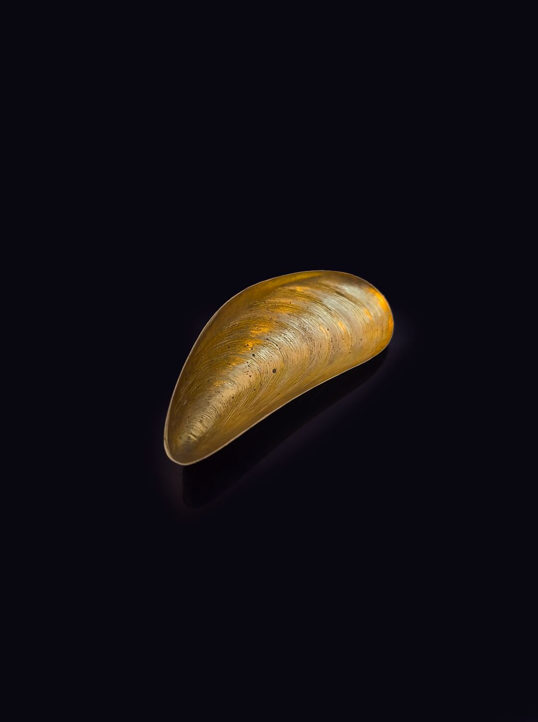Small shell salt shaker