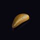 Small shell salt shaker