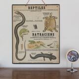 Didactic board deyrolle - les reptiles and amphibians